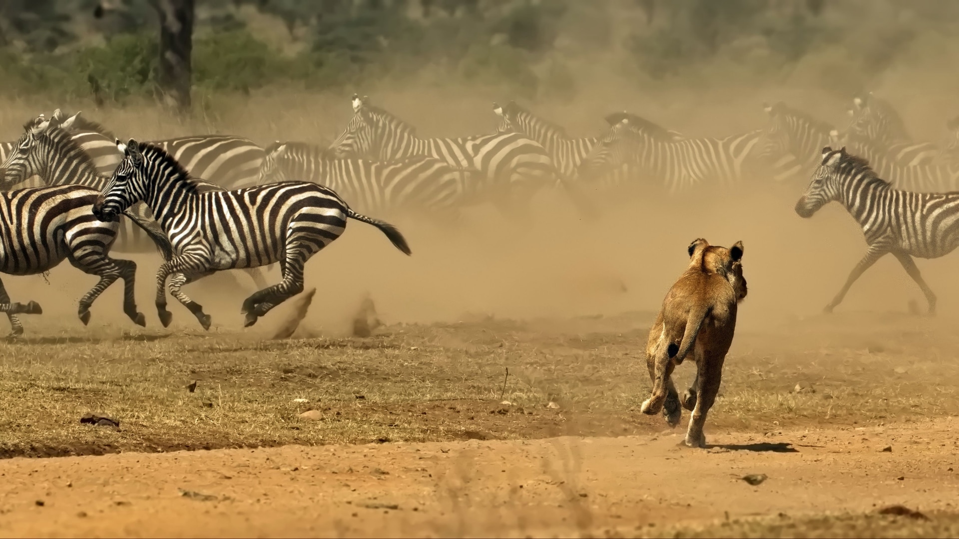 Third Serengeti Sweep Tops 1,400 Arrests as Investigations Mature