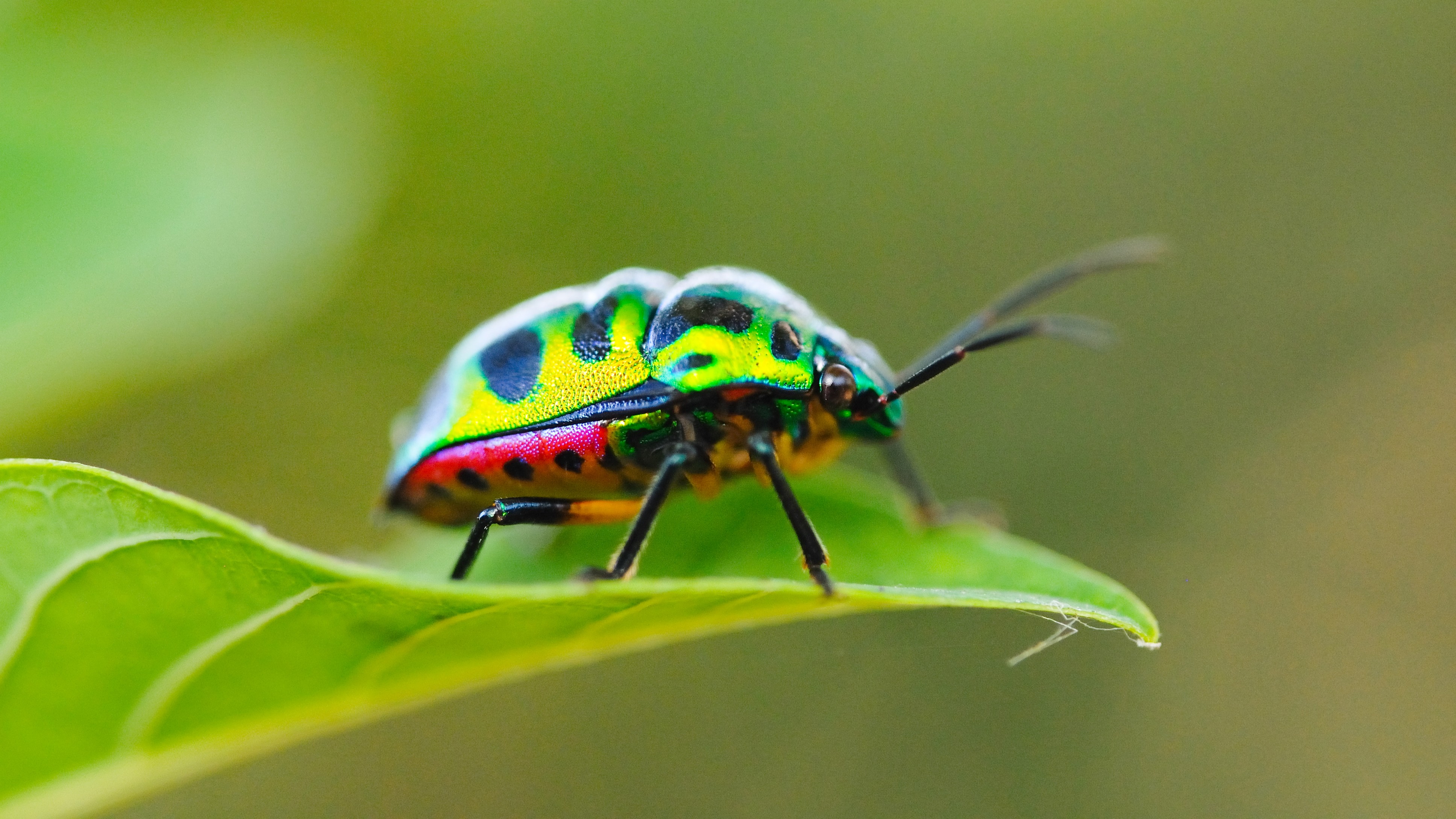 'Jewelbug' APT Balances State Espionage &amp; Cryptocurrency Theft