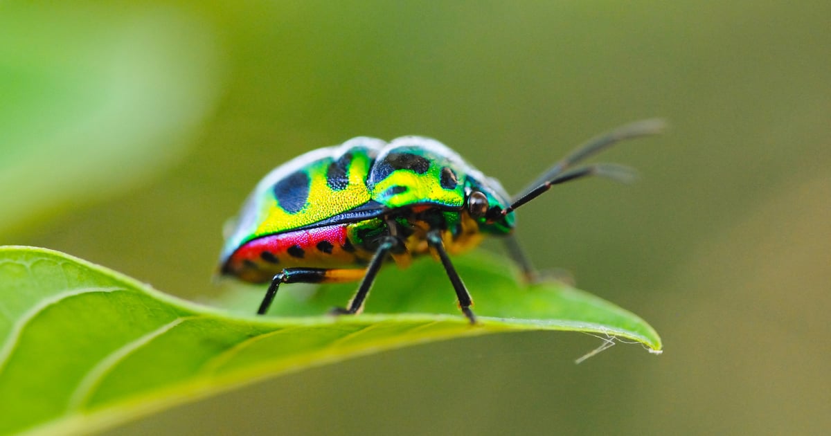 'Jewelbug' APT Balances State Espionage & Cryptocurrency Theft