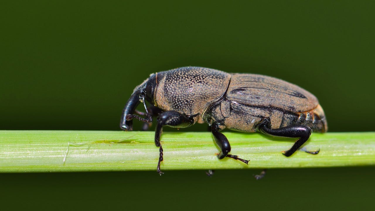 Billbug Expands Cyber-Espionage Campaign in Southeast Asia