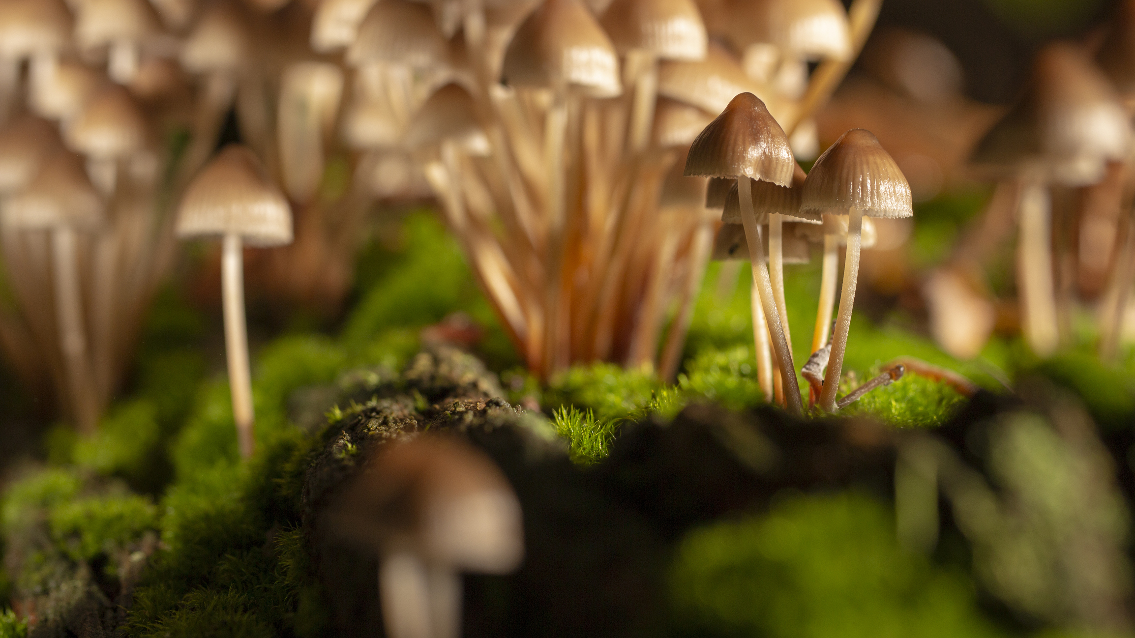 ClickFix's Mushrooming Ecosystem Demands New Defense Tactics