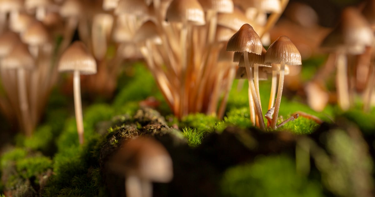 ClickFix's Mushrooming Ecosystem Demands New Defense Tactics
