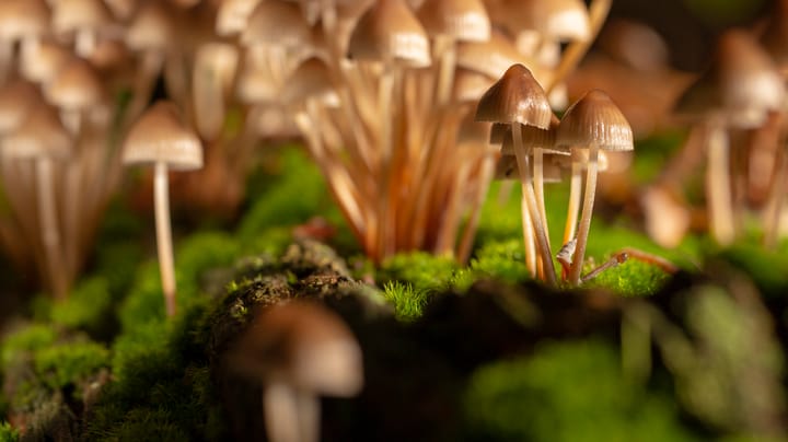 ClickFix's Mushrooming Ecosystem Demands New Defense Tactics