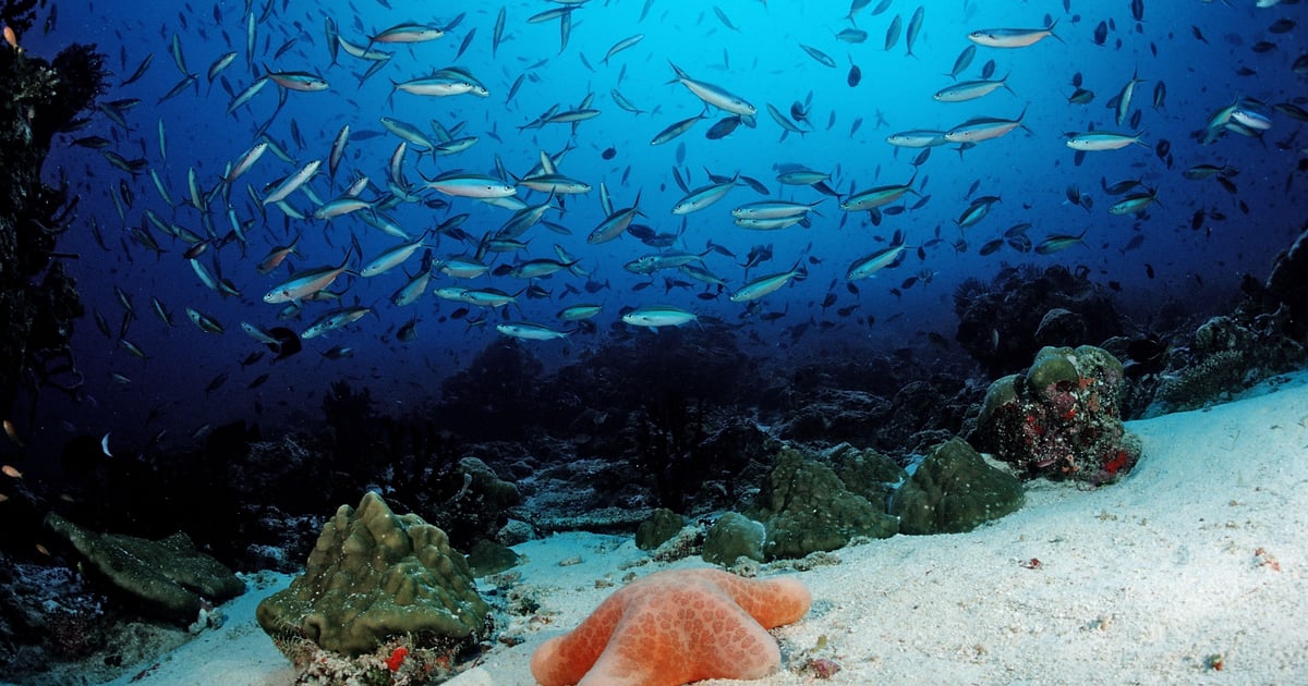 eBay, VMware, McAfee Websites Compromised in Extensive Phishing Scheme eBay, VMware, McAfee Websites Compromised in Extensive Phishing Scheme