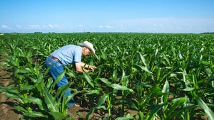 A farmer examining mid-growth corn plants for insect pests and growth progress A farmer examining mid-growth corn plants for insect pests and growth progress