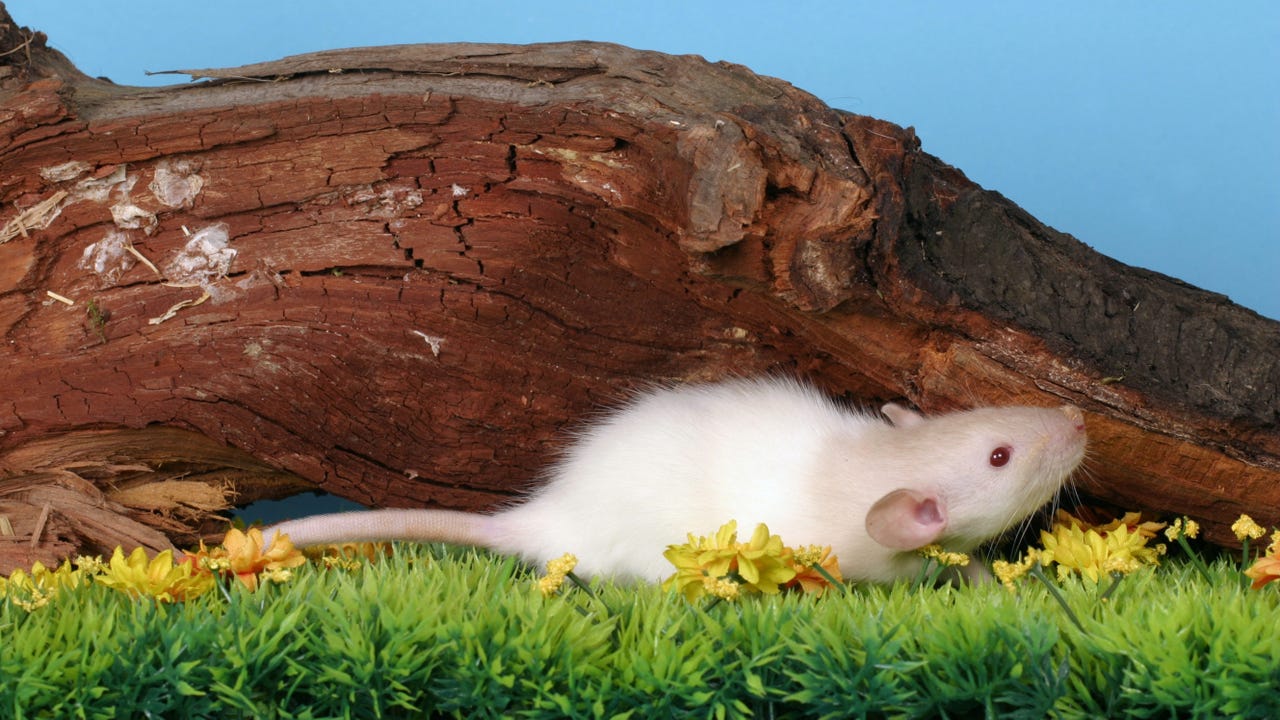 A New ‘It RAT’: Stealthy ‘Resolver’ Malware Burrows In