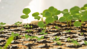 Young plants cultivation of annual honesty plant in germination seed trays Young plants cultivation of annual honesty plant in germination seed trays