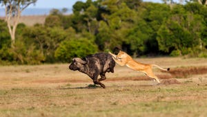 Yak nabbed by cheetah on Serengeti Yak nabbed by cheetah on Serengeti