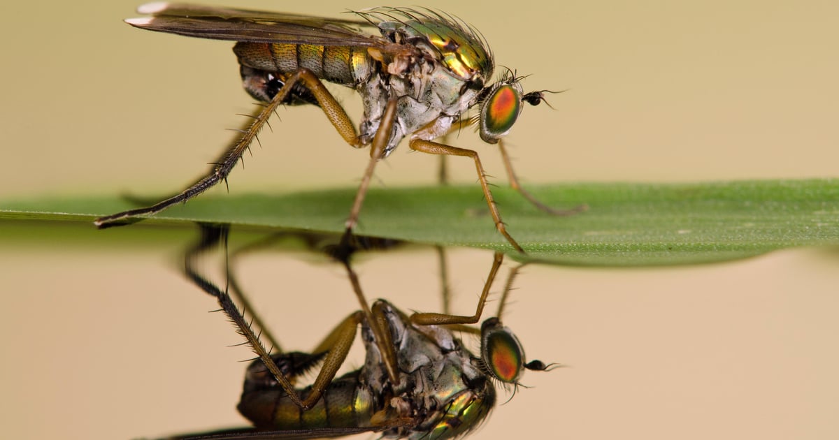 North Korea Profits from Stonefly APT Swarms US Companies North Korea Profits from Stonefly APT Swarms US Companies