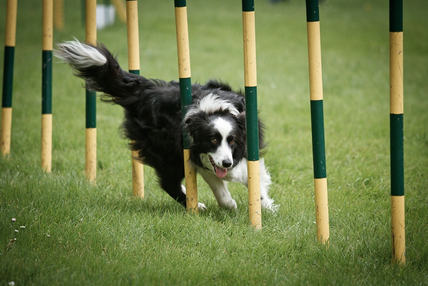 Black-and-white border collie weaves through agility poles, fur blowing back and looking very focused