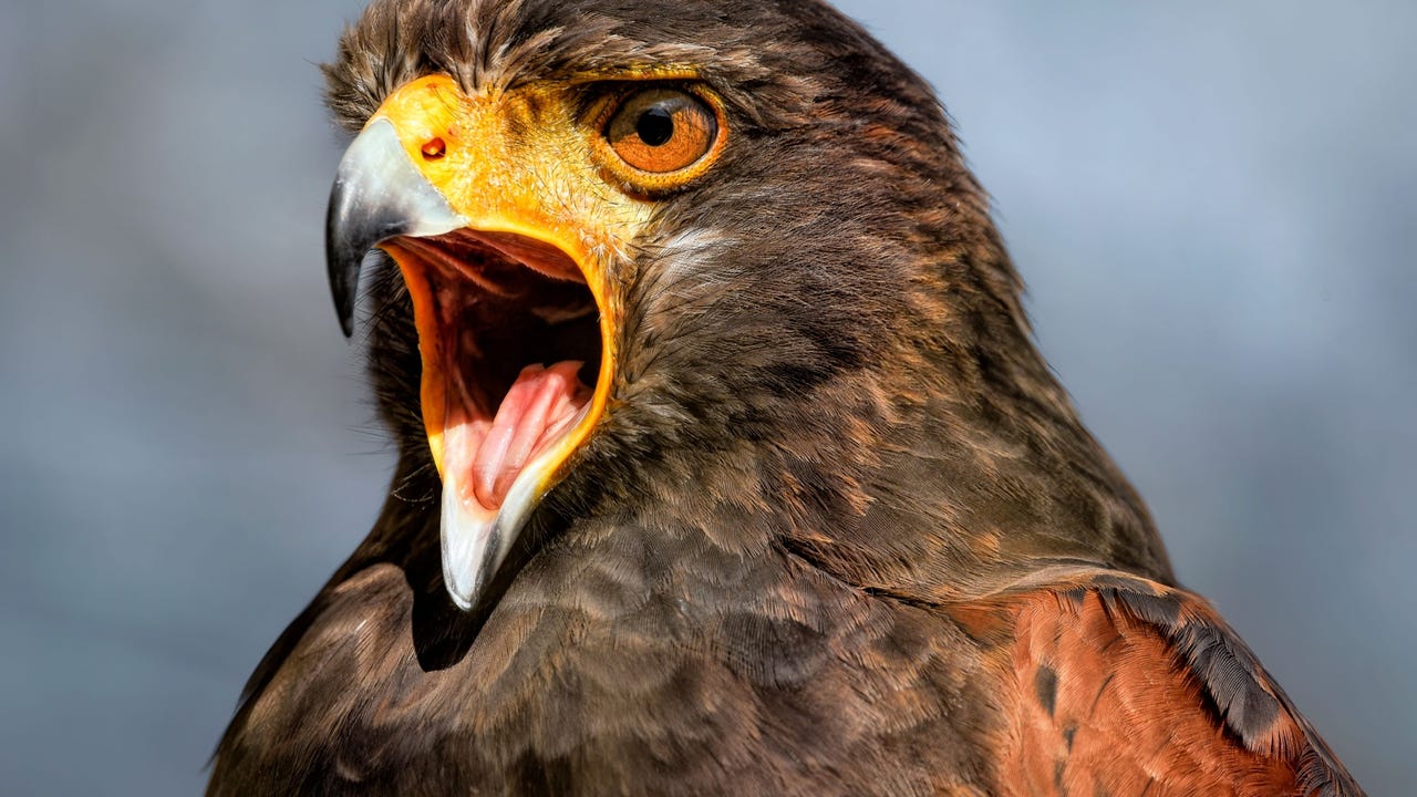 ‘Hazy Hawk’ Cybercrime Gang Swoops In for Cloud Resources