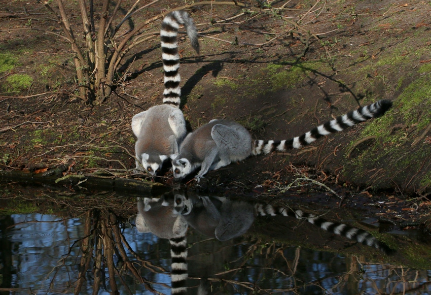 Ring tailed lemurs (Lemur catta) drinking water at a pond