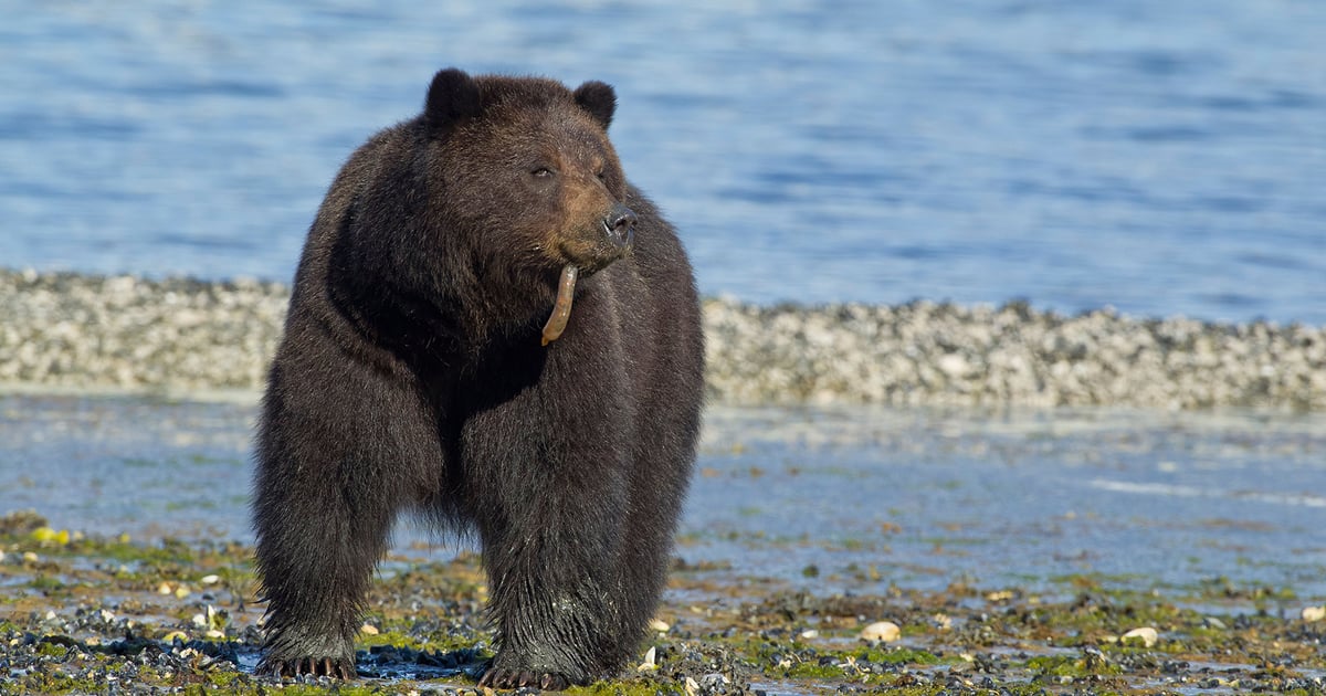 Russian APT PowerShell Attack Targets Ukraine Military Russian APT PowerShell Attack Targets Ukraine Military