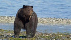 Brown bear sow eats Spoon worms (echiuroid) along the shoreline on Admiralty Island in Tongass National Forest, Alaska