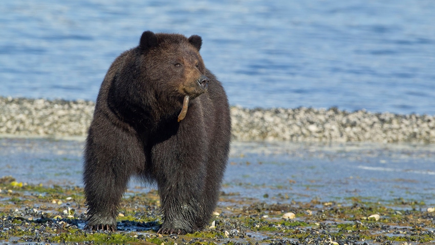 Brown bear sow eats Spoon worms (echiuroid) along the shoreline on Admiralty Island in Tongass National Forest, Alaska