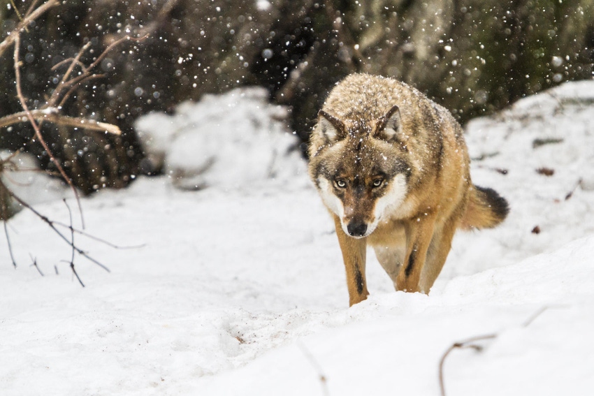 A wolf prowling in the snow