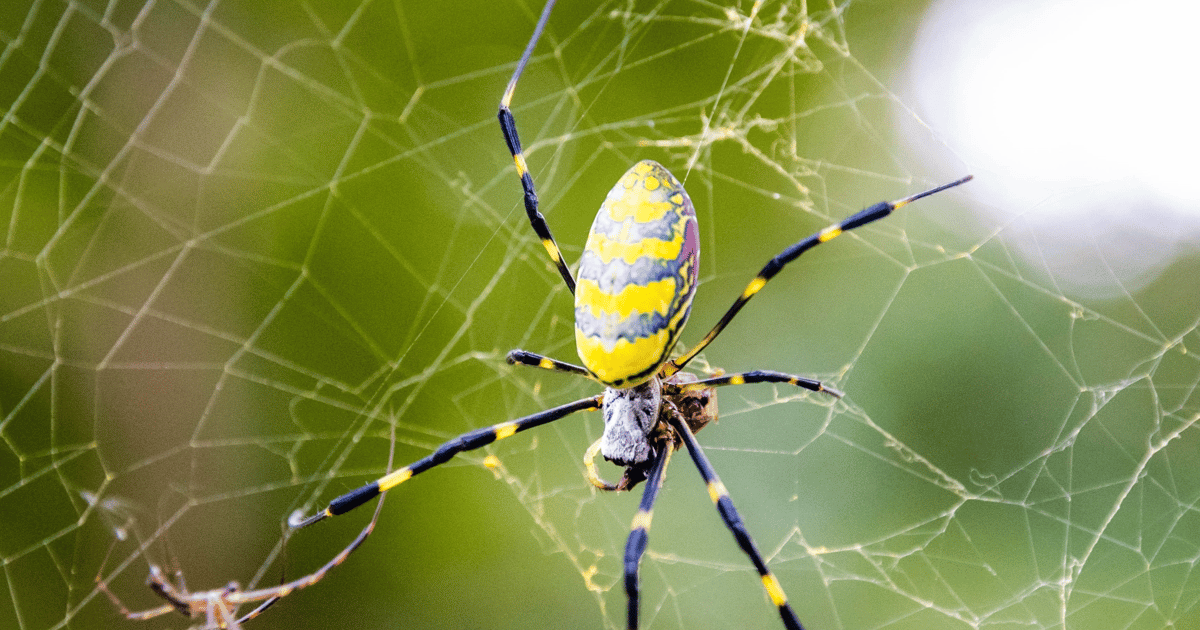 Socially Savvy Spider Webs Captivate Cloud Admins Socially Savvy Spider Webs Captivate Cloud Admins