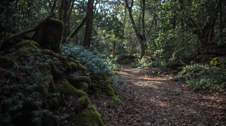 'Aokigahara' Stealer Targets 'Developer Keyrings' &amp; AI Assistants