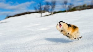 A lemming jumping in snow A lemming jumping in snow