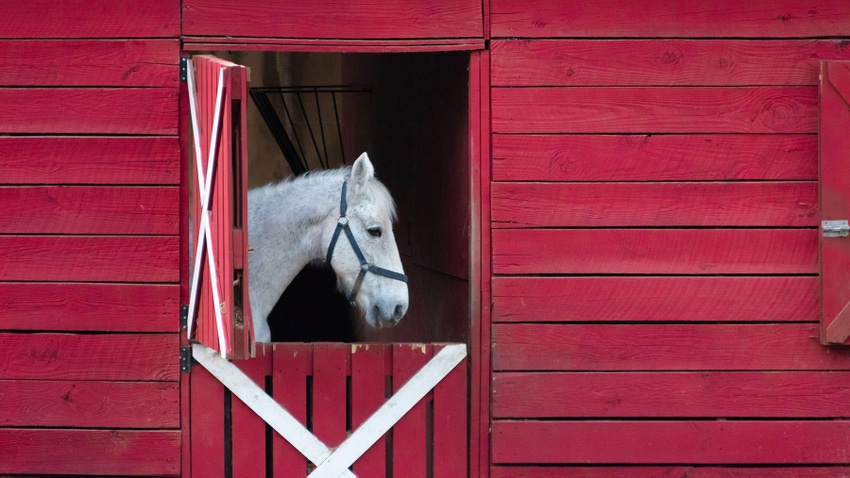 Classic red barn with a white horse seen through an open Dutch door in Lilburn, Georgia, USA