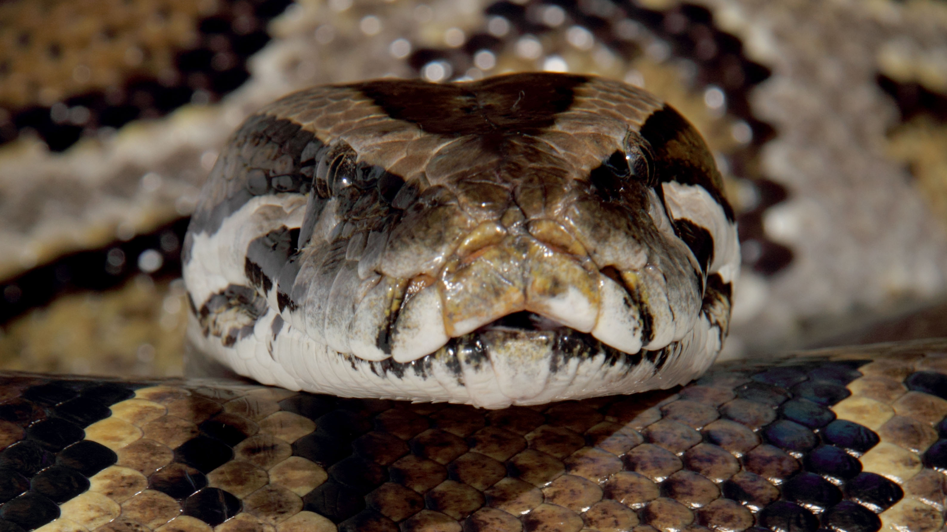 Venom Stealer MaaS Platform Commoditizes ClickFix Attacks