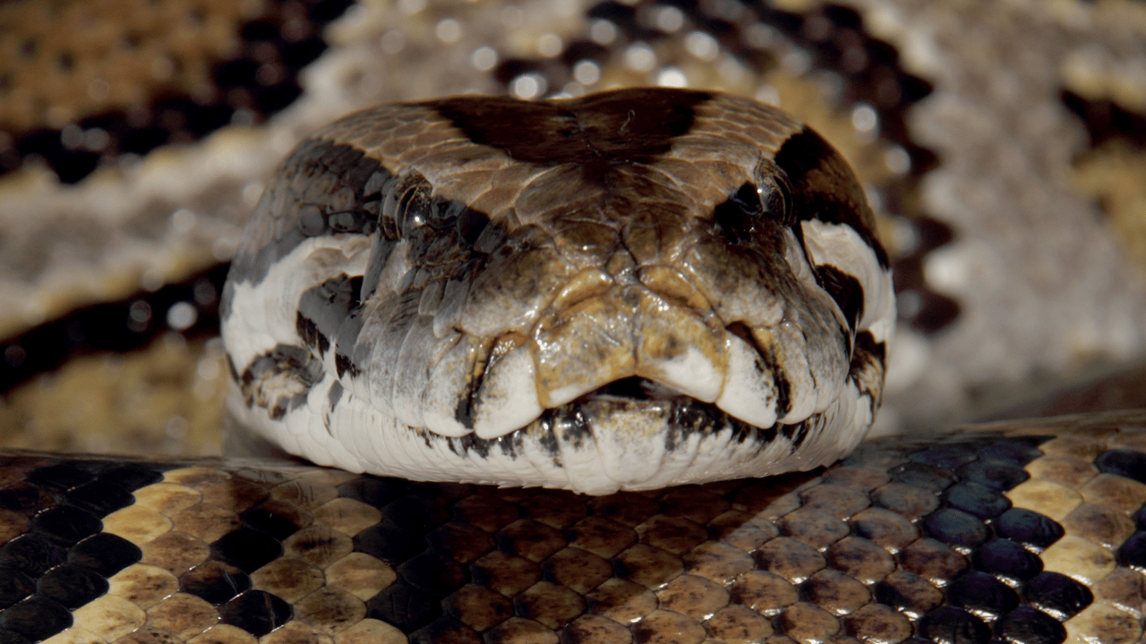 Venom Stealer MaaS Platform Commoditizes ClickFix Attacks