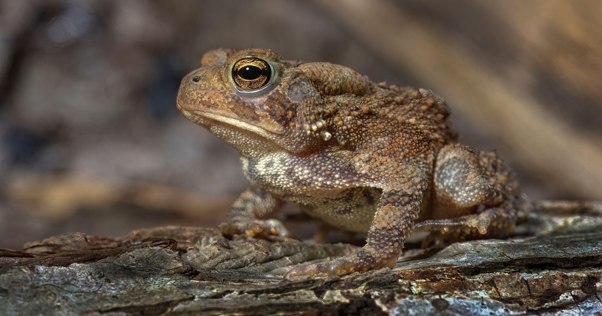 Why ‘Call This Number’ TOAD Emails Beat Gateways