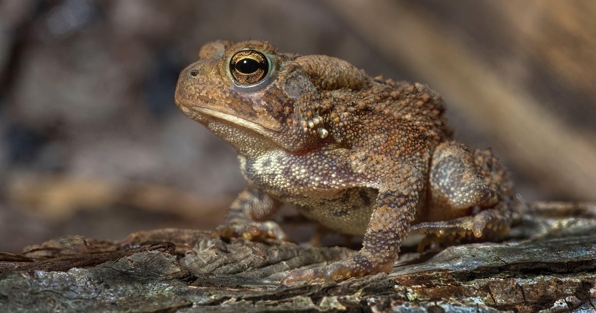 Why ‘Call This Number’ TOAD Emails Beat Gateways Why ‘Call This Number’ TOAD Emails Beat Gateways