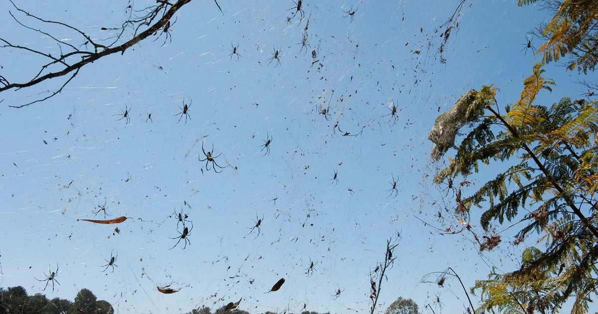 RansomHub Adds Scattered Spider to Its RaaS Fold RansomHub Adds Scattered Spider to Its RaaS Fold