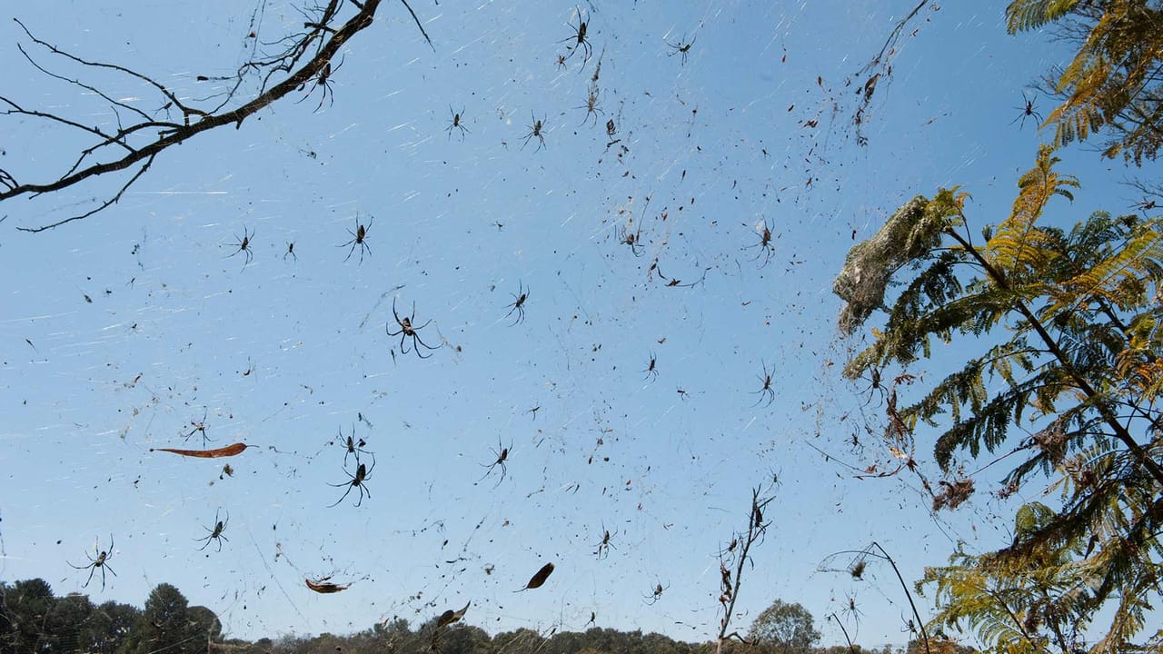 多数のクモが集まったクモの巣 多数のクモが集まったクモの巣