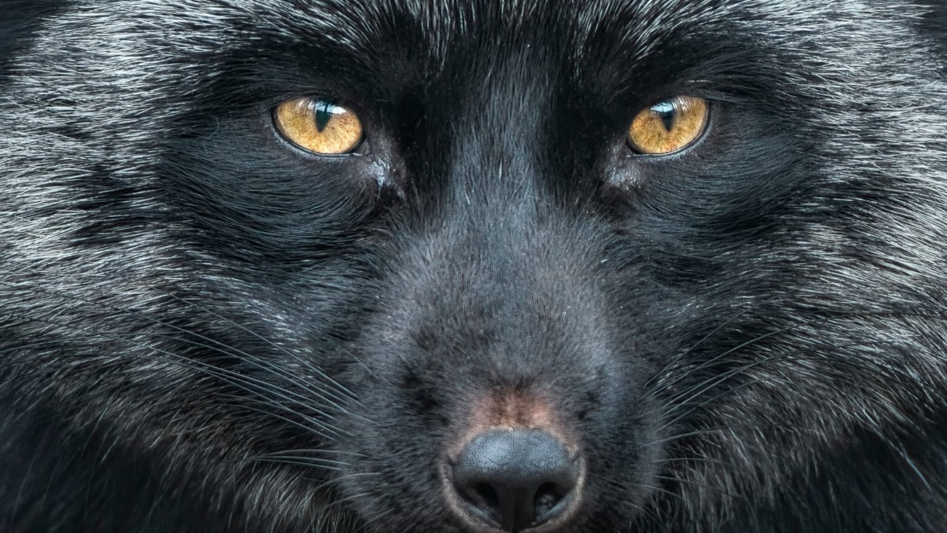 Silver Fox Springs Tax-Themed Attacks on Orgs in India, Russia