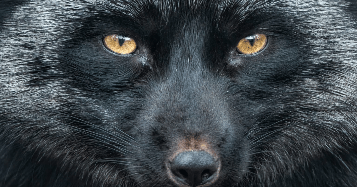 Silver Fox Springs Tax-Themed Attacks on Orgs in India, Russia