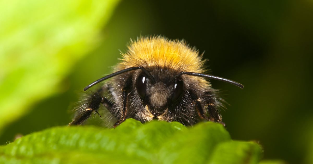 BumbleBee Malware Returns to the Scene After 4-Month Hiatus BumbleBee Malware Returns to the Scene After 4-Month Hiatus