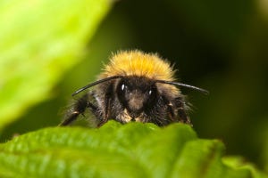 Yellow bumblebee with black eyes and antennae facing forward on a green leaf