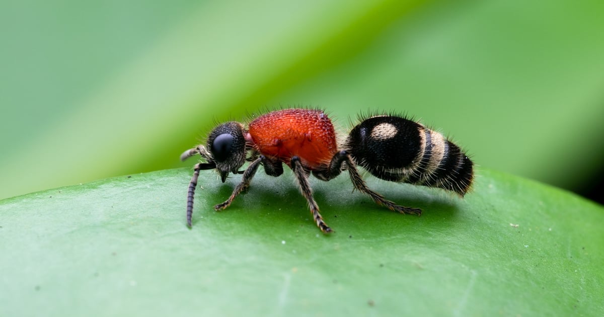 China’s Soft-Spoken APT Infiltrates Multiyear Espionage Campaign