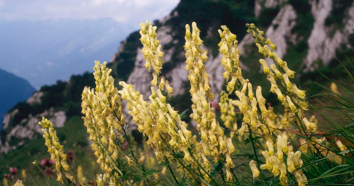 Chinese APT Gelsemium Deploys Wolfsbane Linux Variant Chinese APT Gelsemium Deploys Wolfsbane Linux Variant