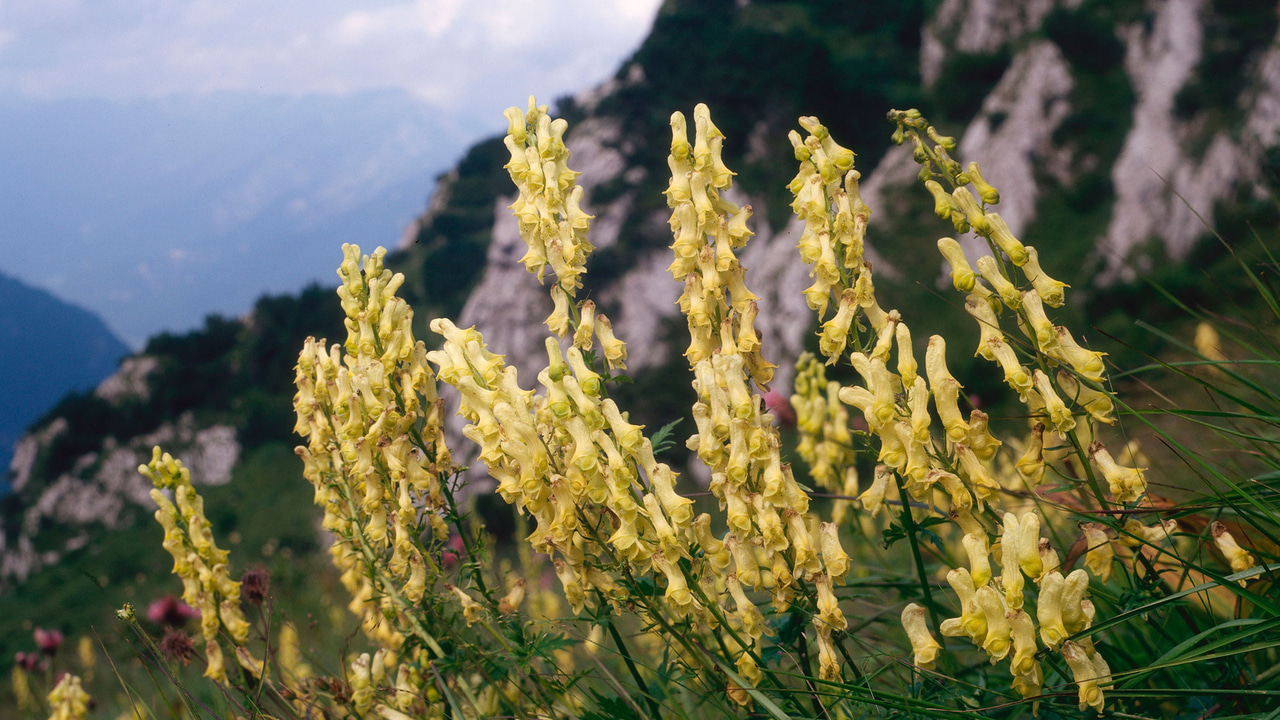 Yellow wolfsbane flowers with mountains in background Yellow wolfsbane flowers with mountains in background