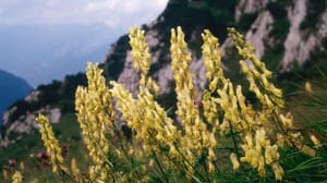 Yellow wolfsbane flowers with mountains in background Yellow wolfsbane flowers with mountains in background