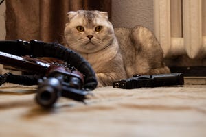 A cat sitting on the floor beside two guns