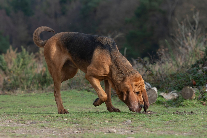 bloodhound sniffing and hunting and tracking