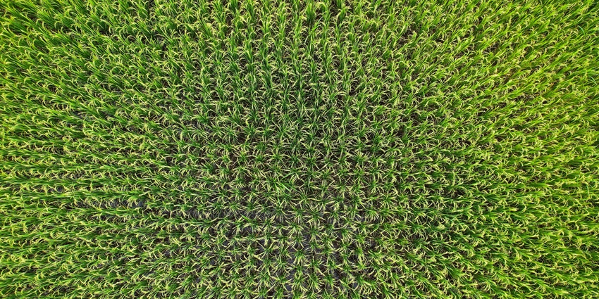 Abstract photo of overhead view of green rice field in Thailand