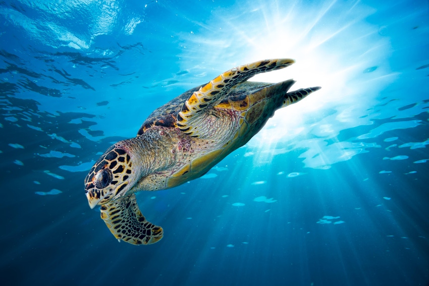 Sea turtle under water