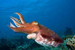 Broadclub cuttlefish, Sepia latimanus, in Komodo, Indonesia