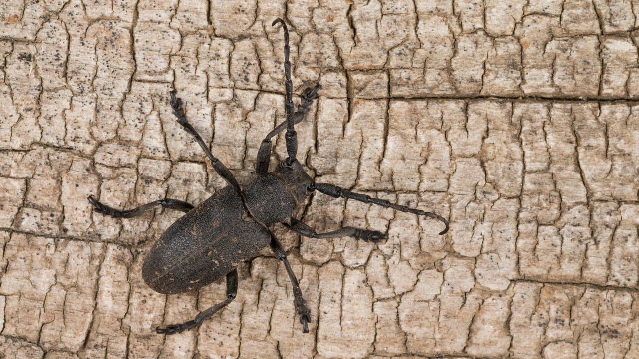 ‘Earth Lamia’ Exploits Known SQL, RCE Bugs Across Asia