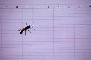 Insect crawling across computer screen to illustrate software bug