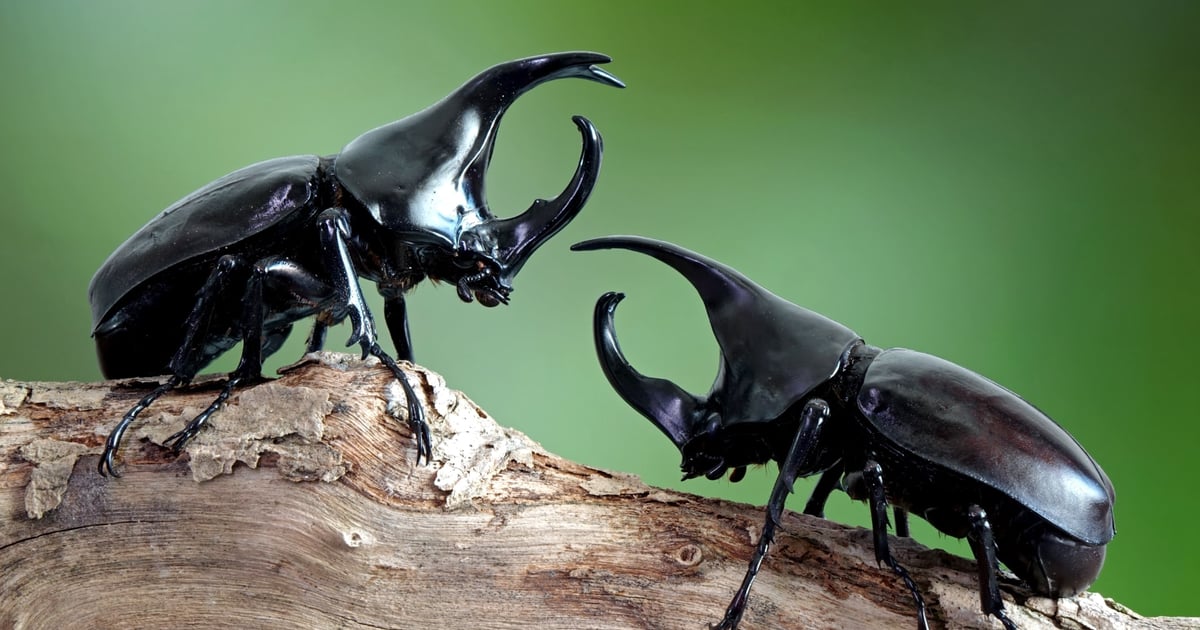 The amateur ‘CosmicBeetle’ ransomware attacks Turkish SMBs The amateur ‘CosmicBeetle’ ransomware attacks Turkish SMBs