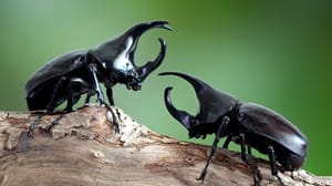 Two rhinoceros beetles on a piece of wood/branch. The background is blurred greenery Two rhinoceros beetles on a piece of wood/branch. The background is blurred greenery