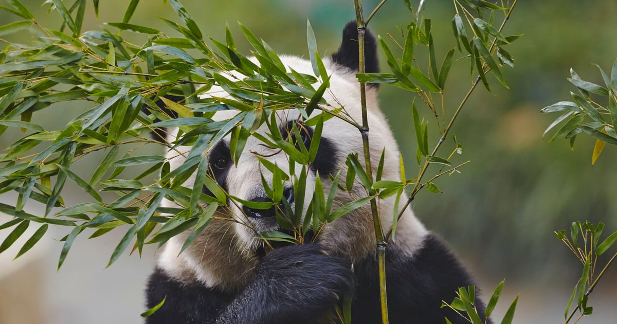 China’s Evasive Panda APT Makes Debut with High-End Cloud Hijacking China’s Evasive Panda APT Makes Debut with High-End Cloud Hijacking