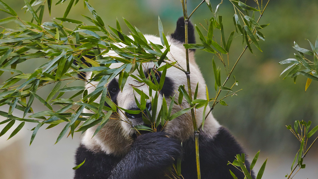 Close-up portrait of a Giant Panda eating bamboo leaves Close-up portrait of a Giant Panda eating bamboo leaves