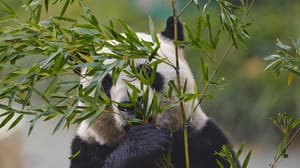 Close-up portrait of a Giant Panda eating bamboo leaves Close-up portrait of a Giant Panda eating bamboo leaves